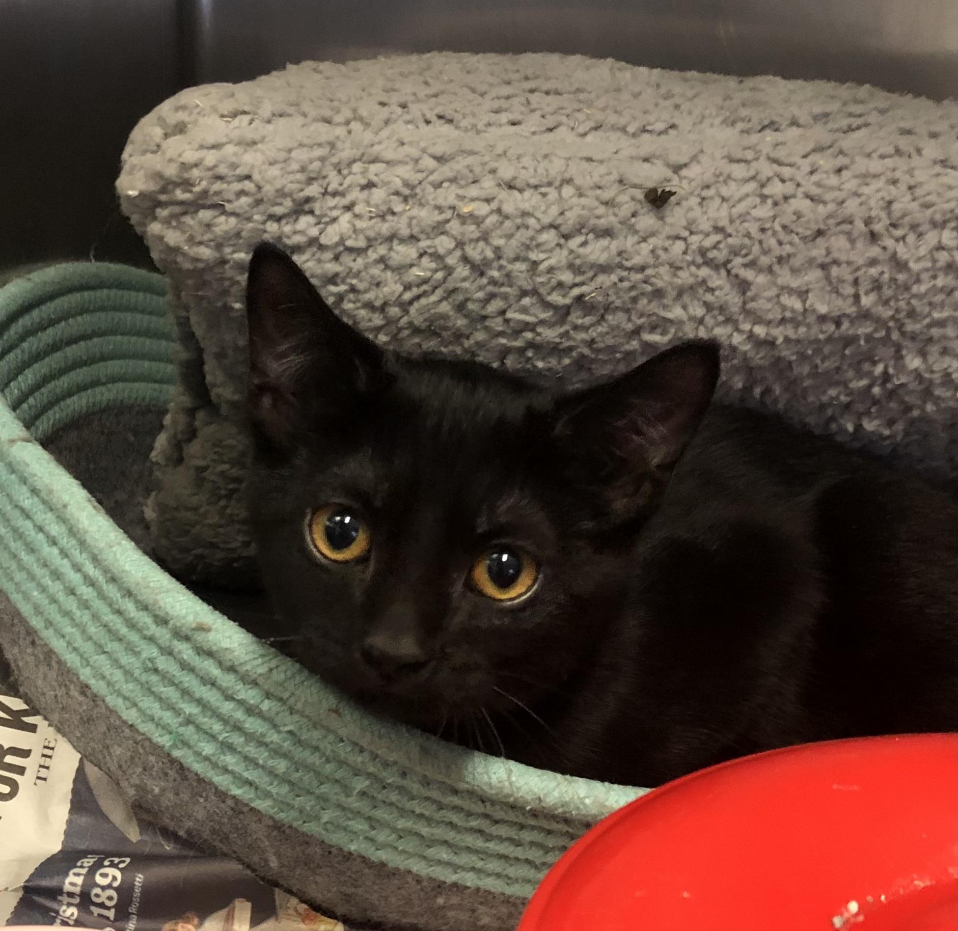 Laverne, ADOPTABLE, Kitten Female Domestic Short Hair.