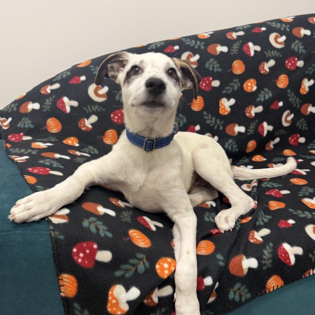 Luigi, Adoptable, Puppy Male Mixed Breed.