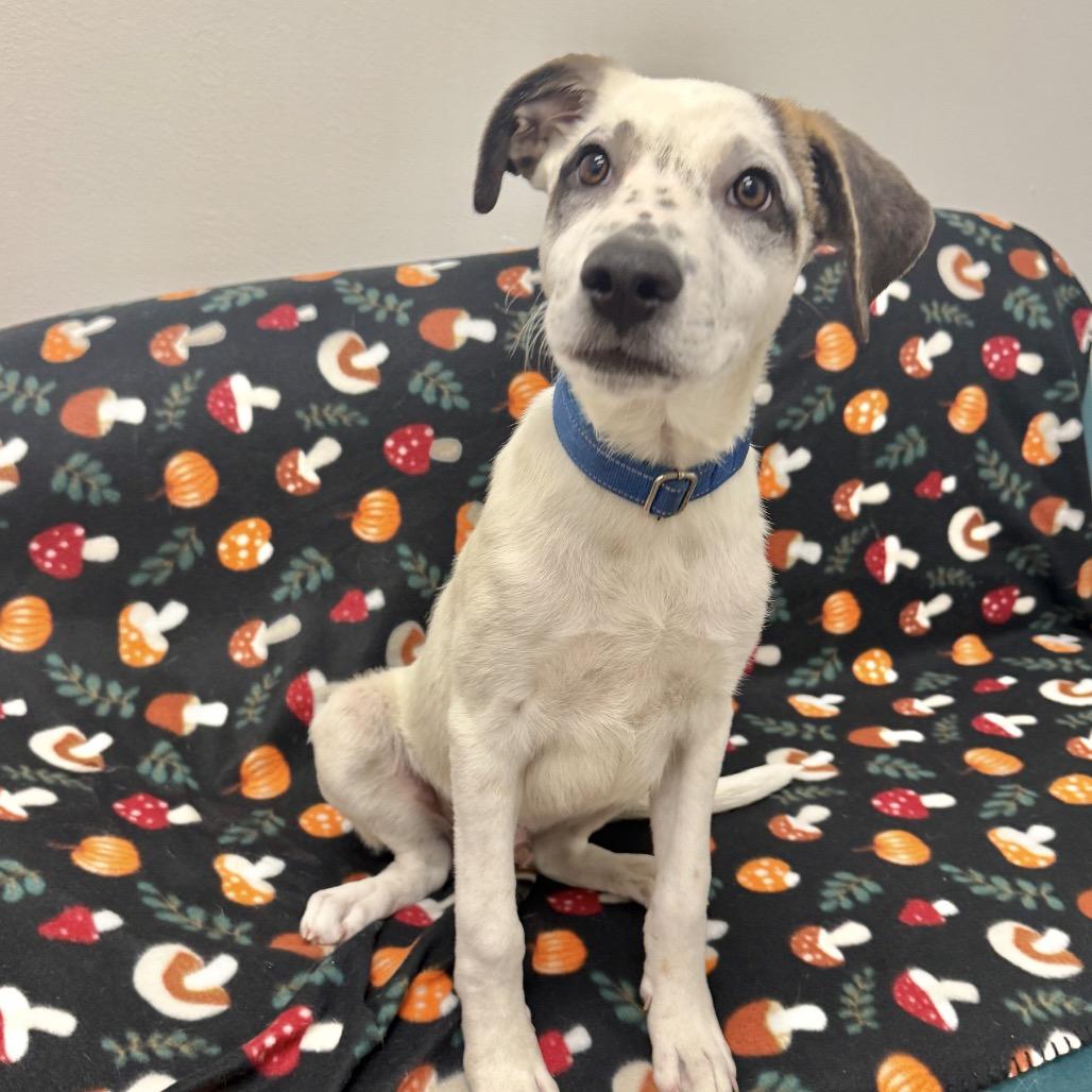 Luigi, a Adoptable Mixed Breed in Houston, TX image 2/5