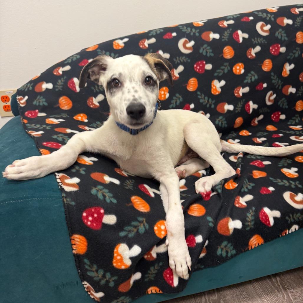 Luigi, a Adoptable Mixed Breed in Houston, TX image 3/5