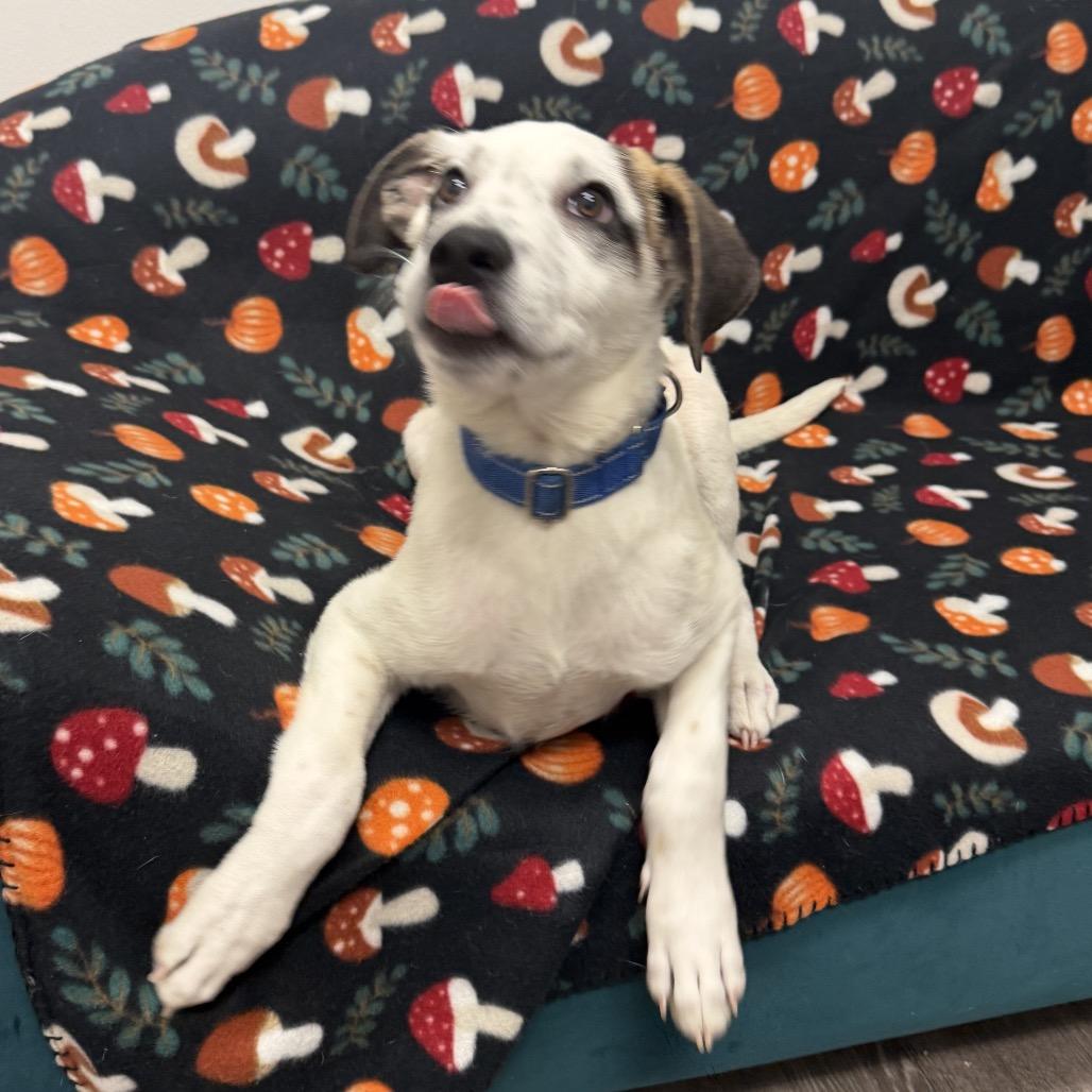 Luigi, a Adoptable Mixed Breed in Houston, TX image 4/5