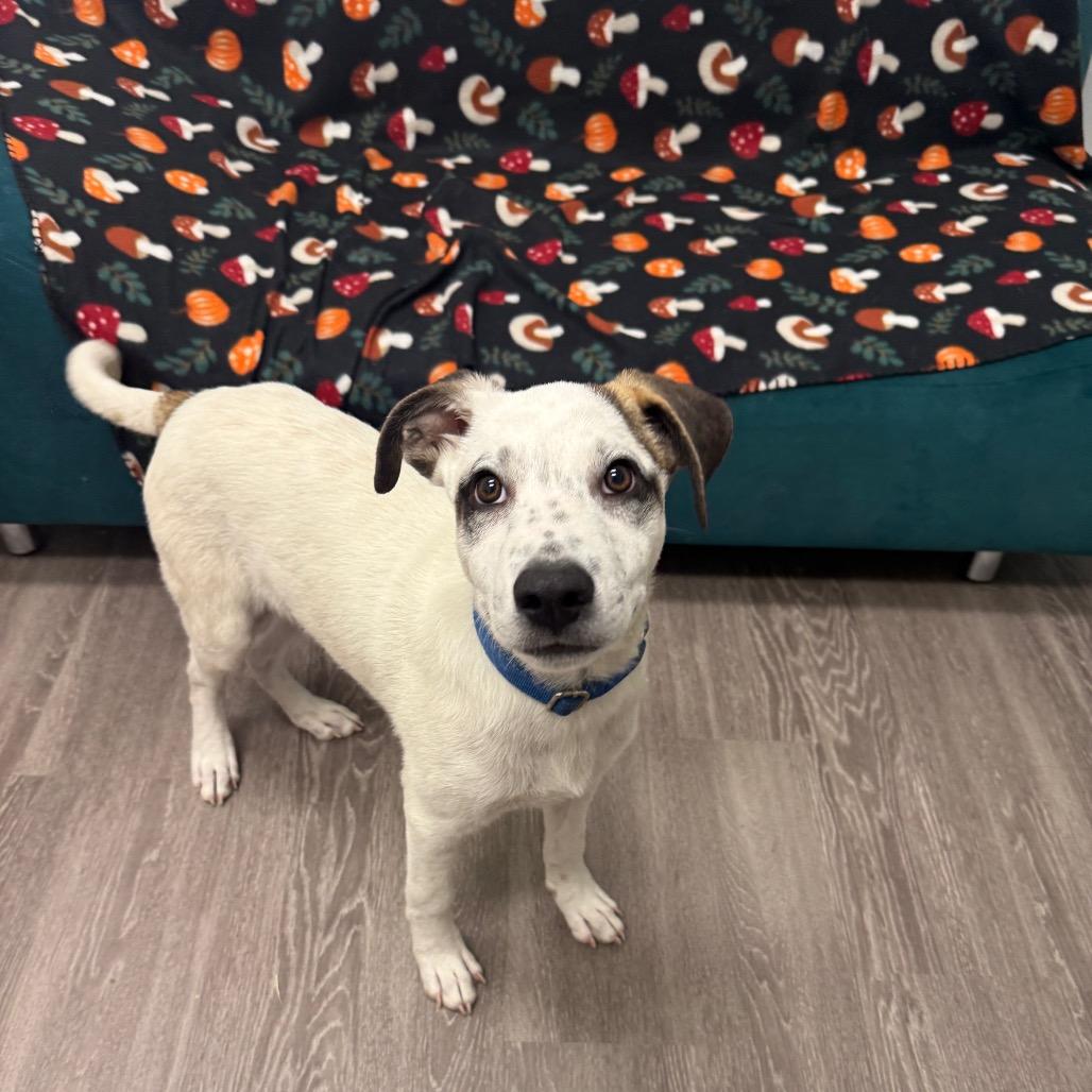 Luigi, a Adoptable Mixed Breed in Houston, TX image 5/5