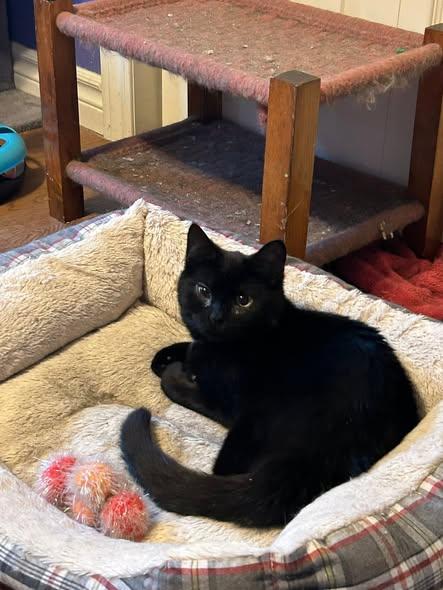 Enlarge Lola, a Adoptable Domestic Short Hair in Spencerville, ON image 1/6