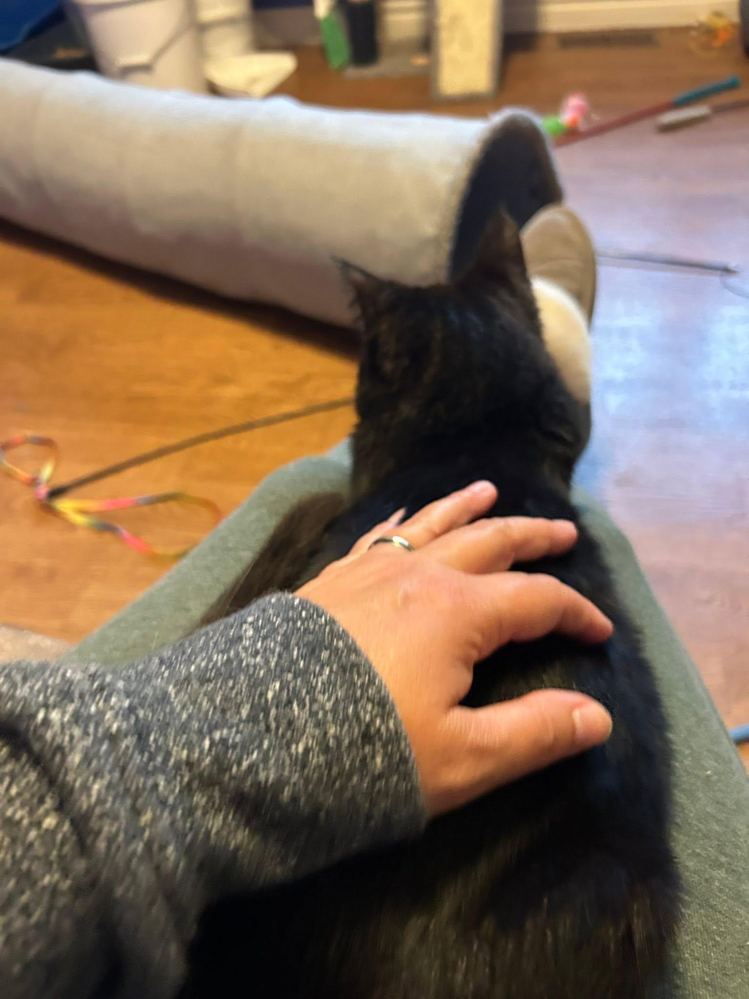 Enlarge Lola, a Adoptable Domestic Short Hair in Spencerville, ON image 2/6