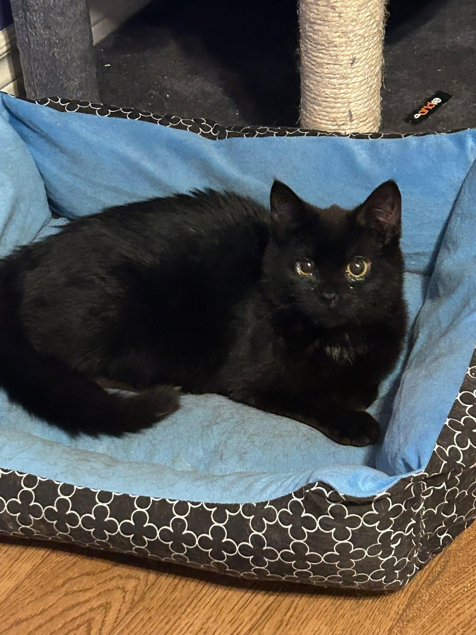 Enlarge Lola, a Adoptable Domestic Short Hair in Spencerville, ON image 3/6