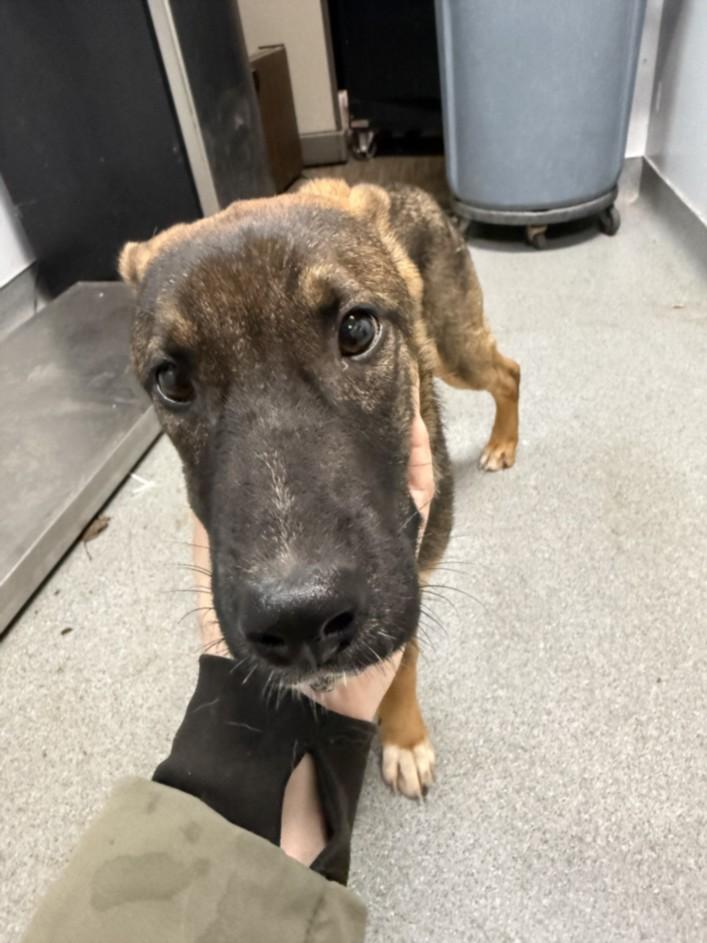 A209700, Adoptable, Adult Female Belgian Shepherd / Malinois & Mixed Breed.