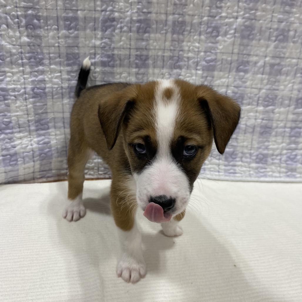 Canyon, Adoptable, Puppy Male German Shepherd Dog & Collie.