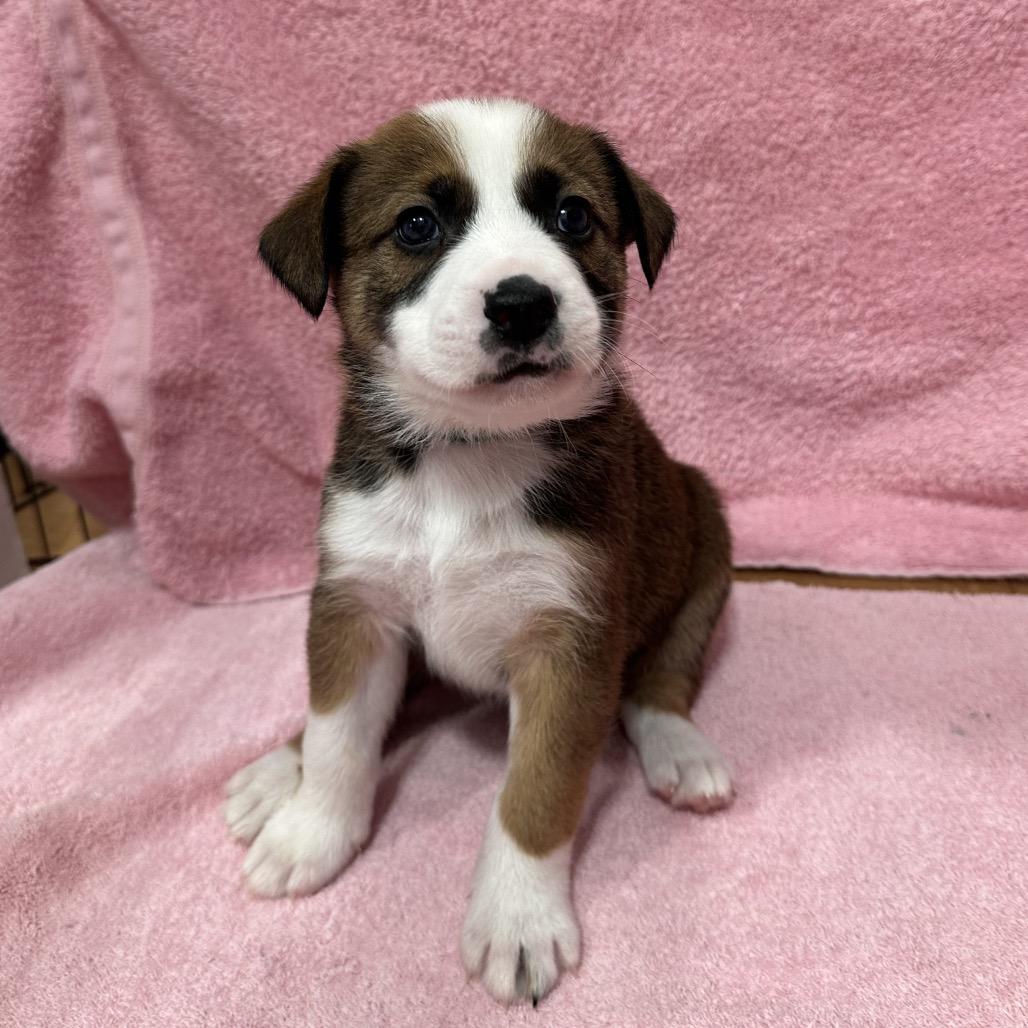 Enlarge Canyon, a Adoptable mixed breed in Puslinch, ON image 2/6