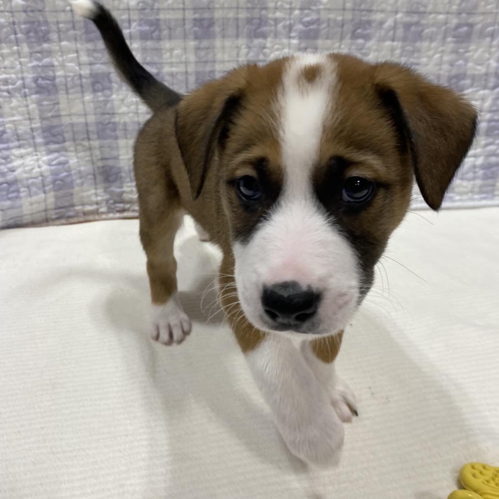 Enlarge Canyon, a Adoptable mixed breed in Puslinch, ON image 3/6