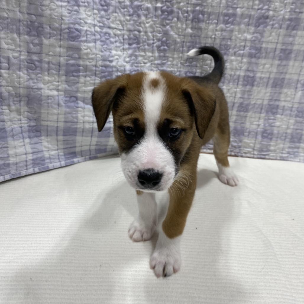 Enlarge Canyon, a Adoptable mixed breed in Puslinch, ON image 4/6
