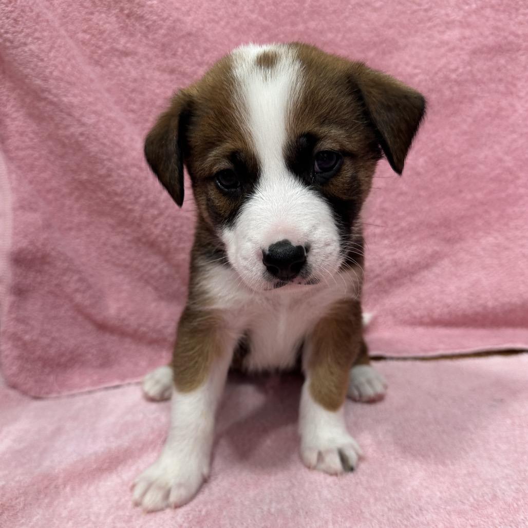 Enlarge Canyon, a Adoptable mixed breed in Puslinch, ON image 5/6