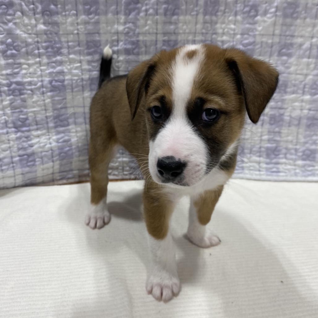 Enlarge Canyon, a Adoptable mixed breed in Puslinch, ON image 6/6