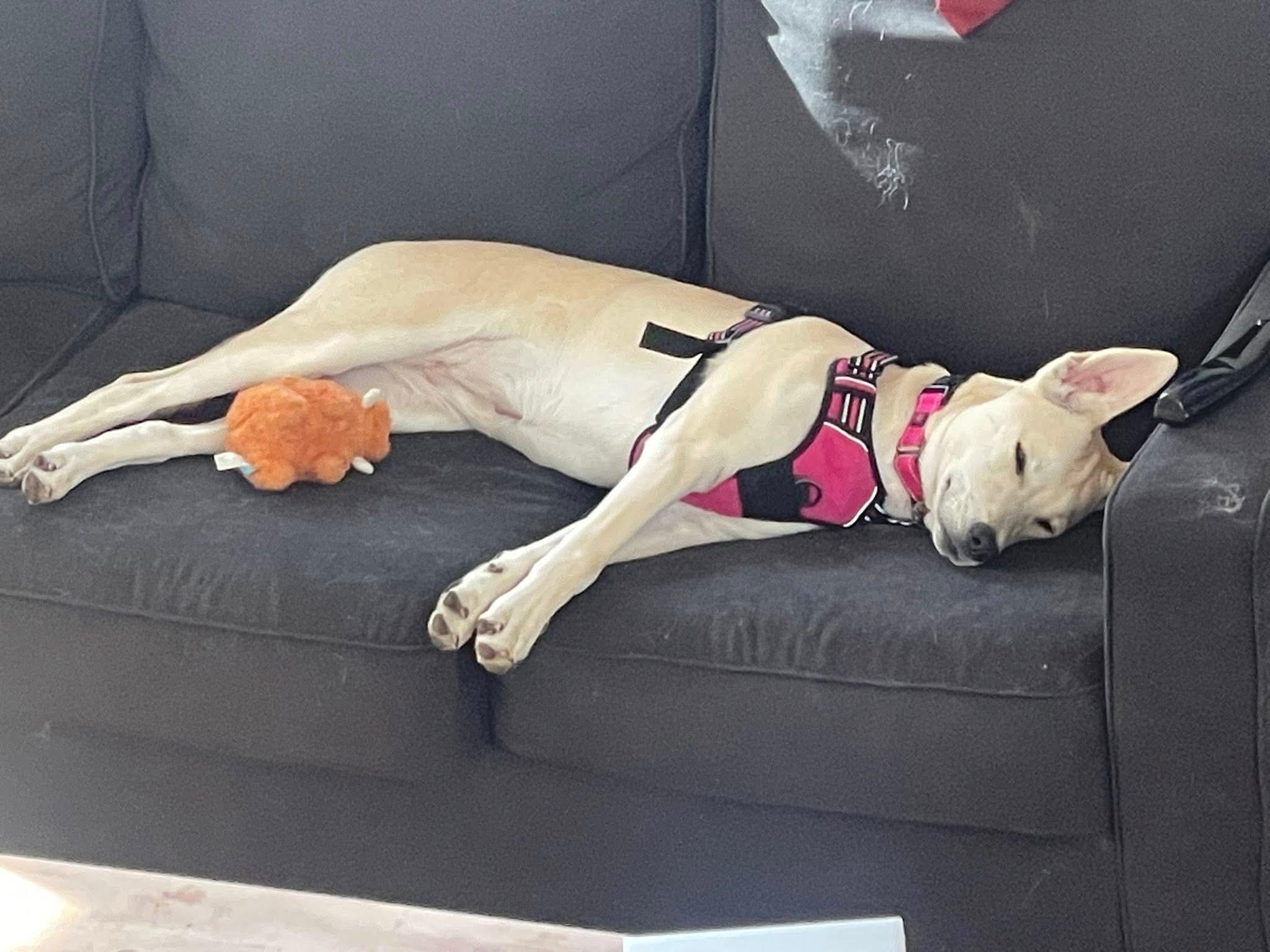 Enlarge Kamaria, a Adoptable mixed breed in Highlands Ranch, CO image 4/6