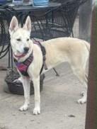 Enlarge Kamaria, a Adoptable mixed breed in Highlands Ranch, CO image 3/5