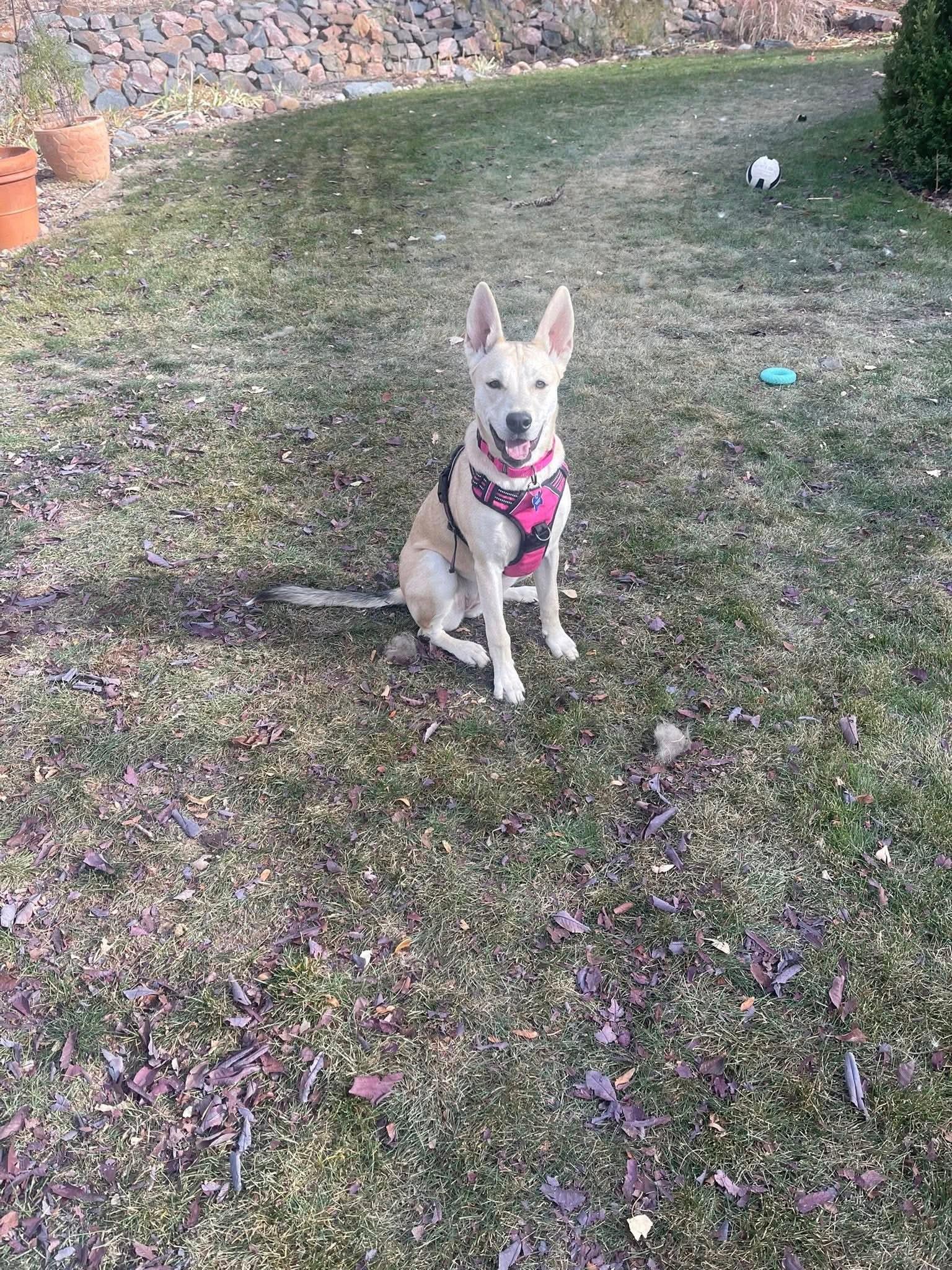 Enlarge Kamaria, a Adoptable mixed breed in Highlands Ranch, CO image 3/6