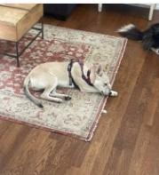 Enlarge Kamaria, a Adoptable mixed breed in Highlands Ranch, CO image 4/5