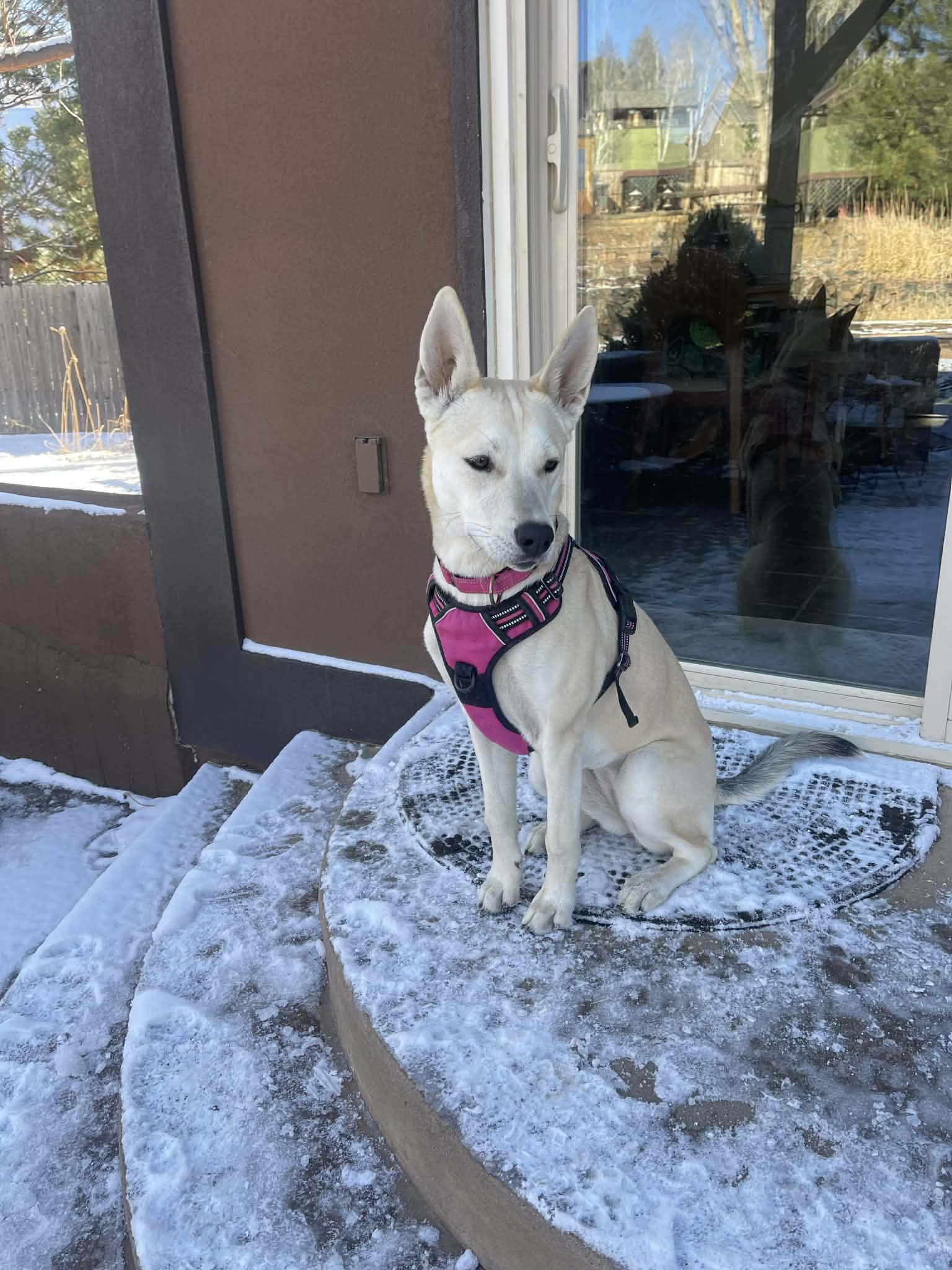 Enlarge Kamaria, a Adoptable mixed breed in Highlands Ranch, CO image 2/6
