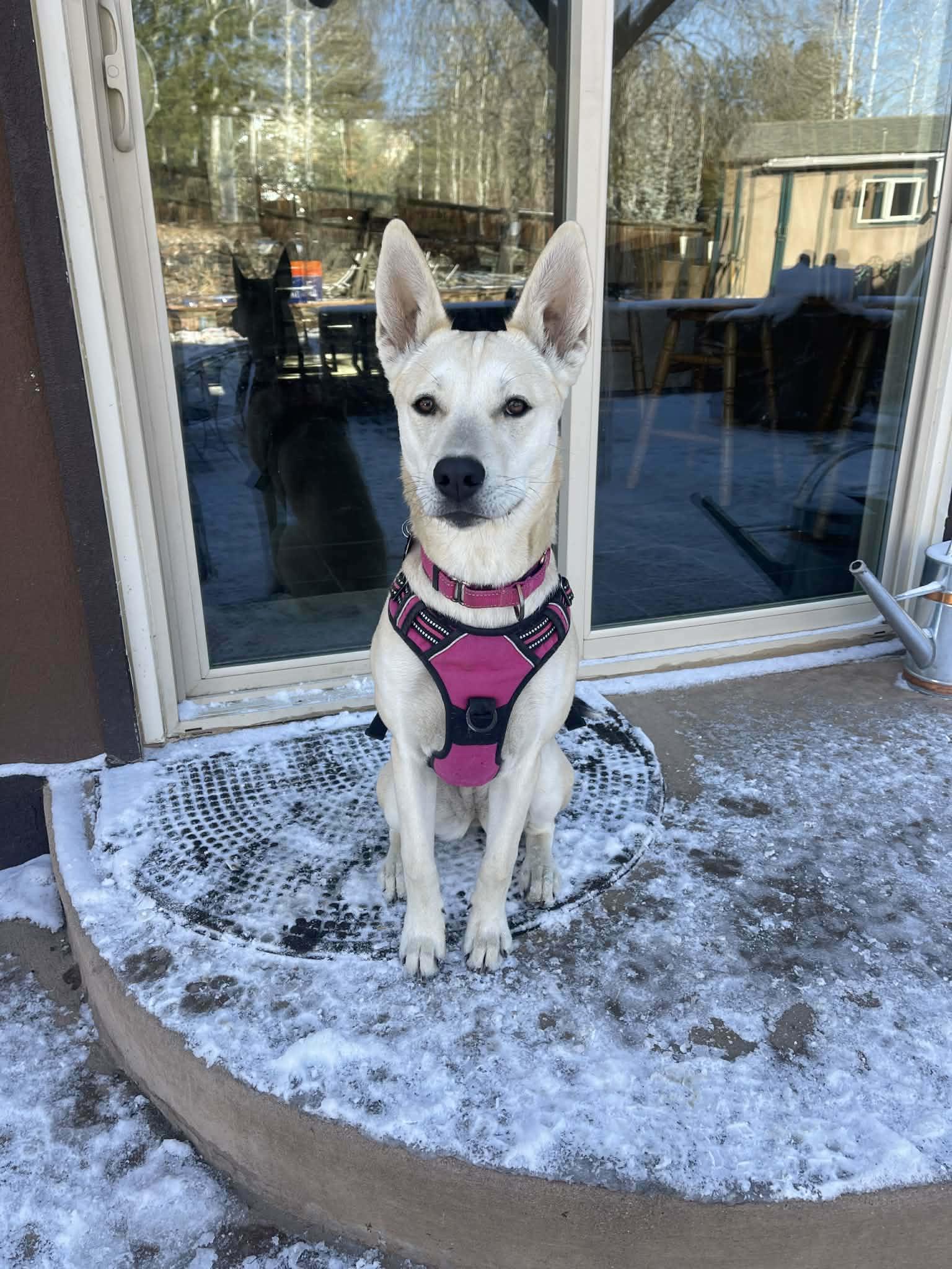 Kamaria, Adoptable, Young Female Husky & Shepherd.