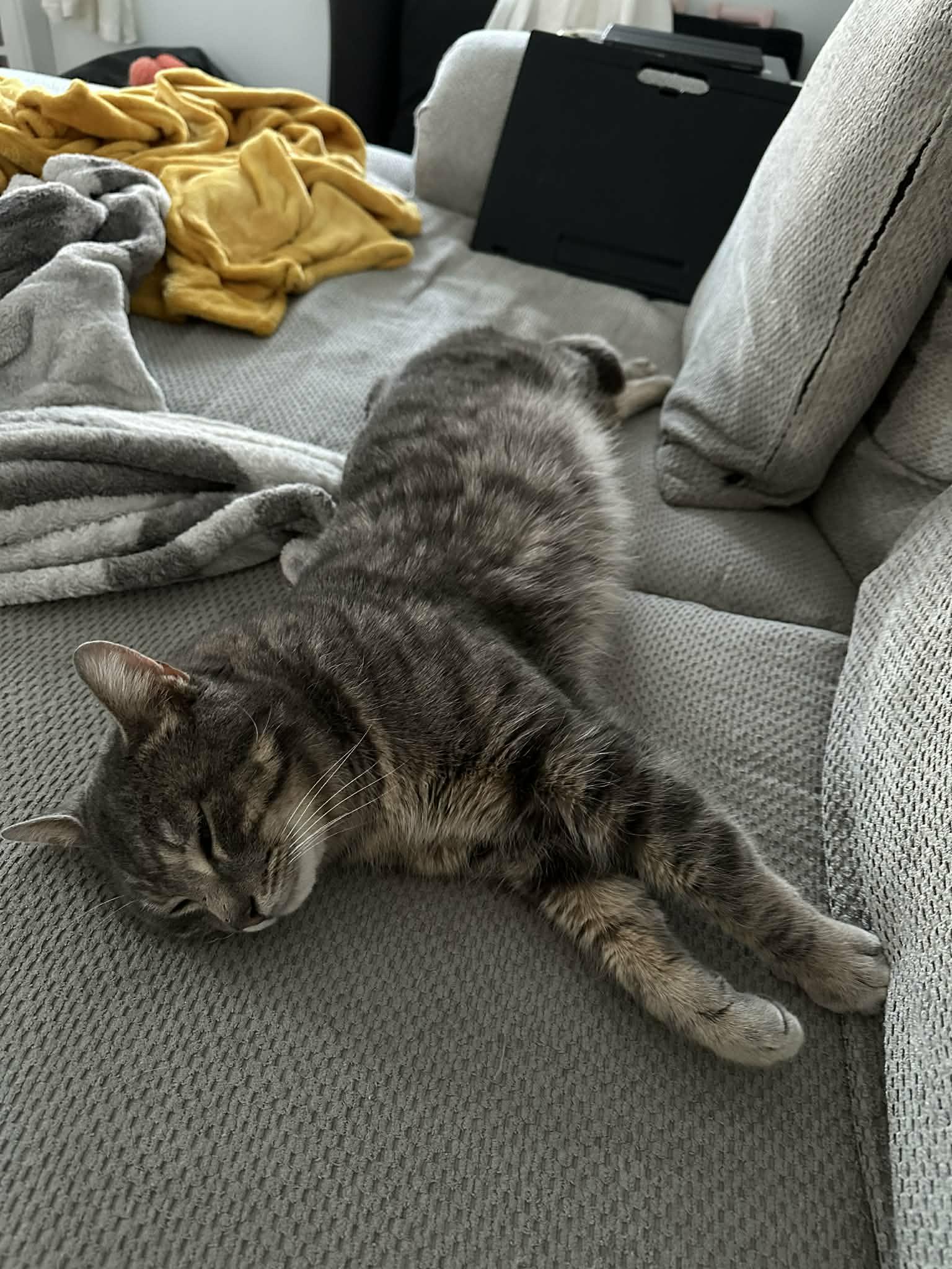 Miller, an adopted Domestic Short Hair in Shakespeare, ON image 3/5