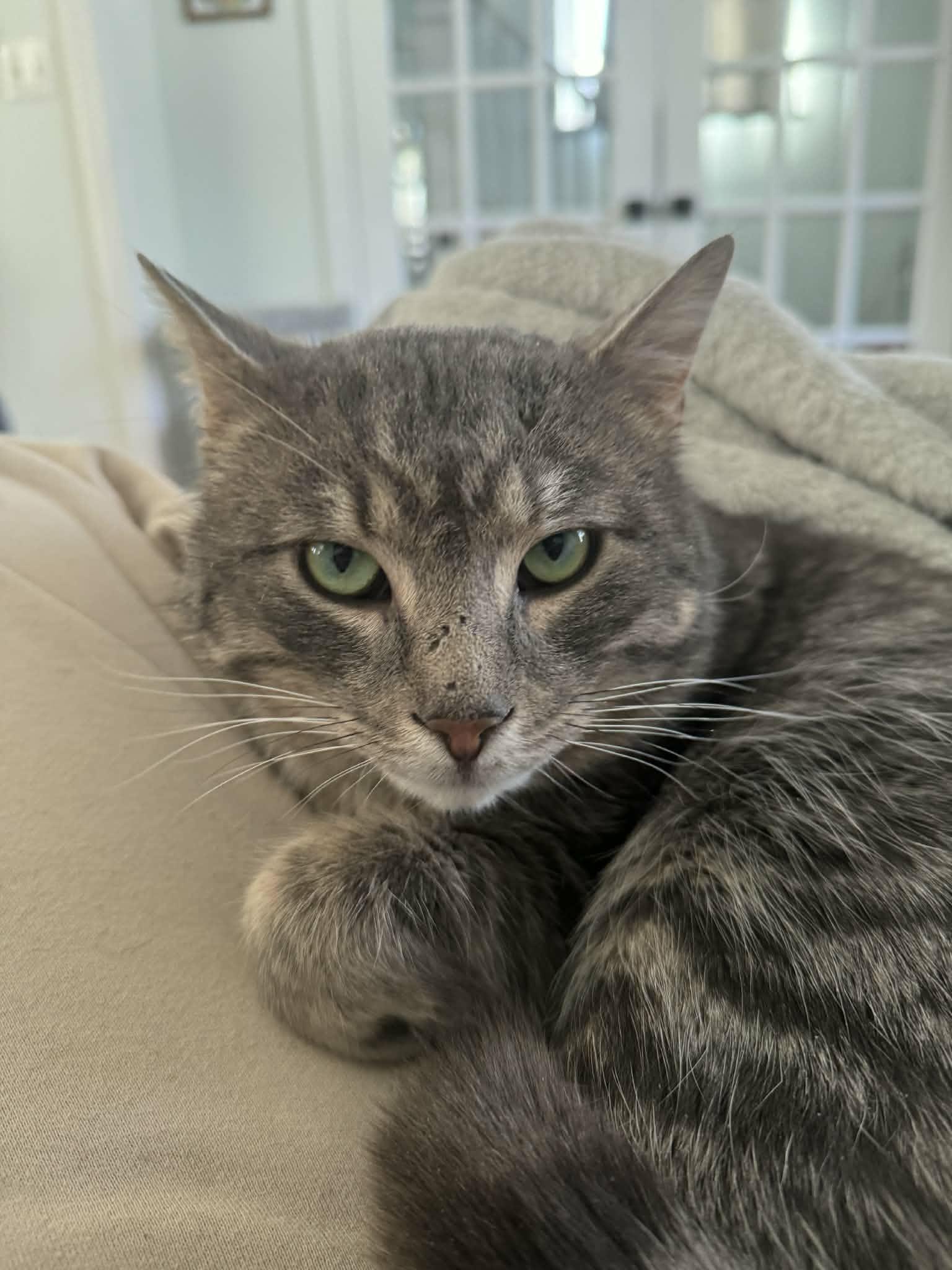 Miller, an adopted Domestic Short Hair in Shakespeare, ON image 2/5