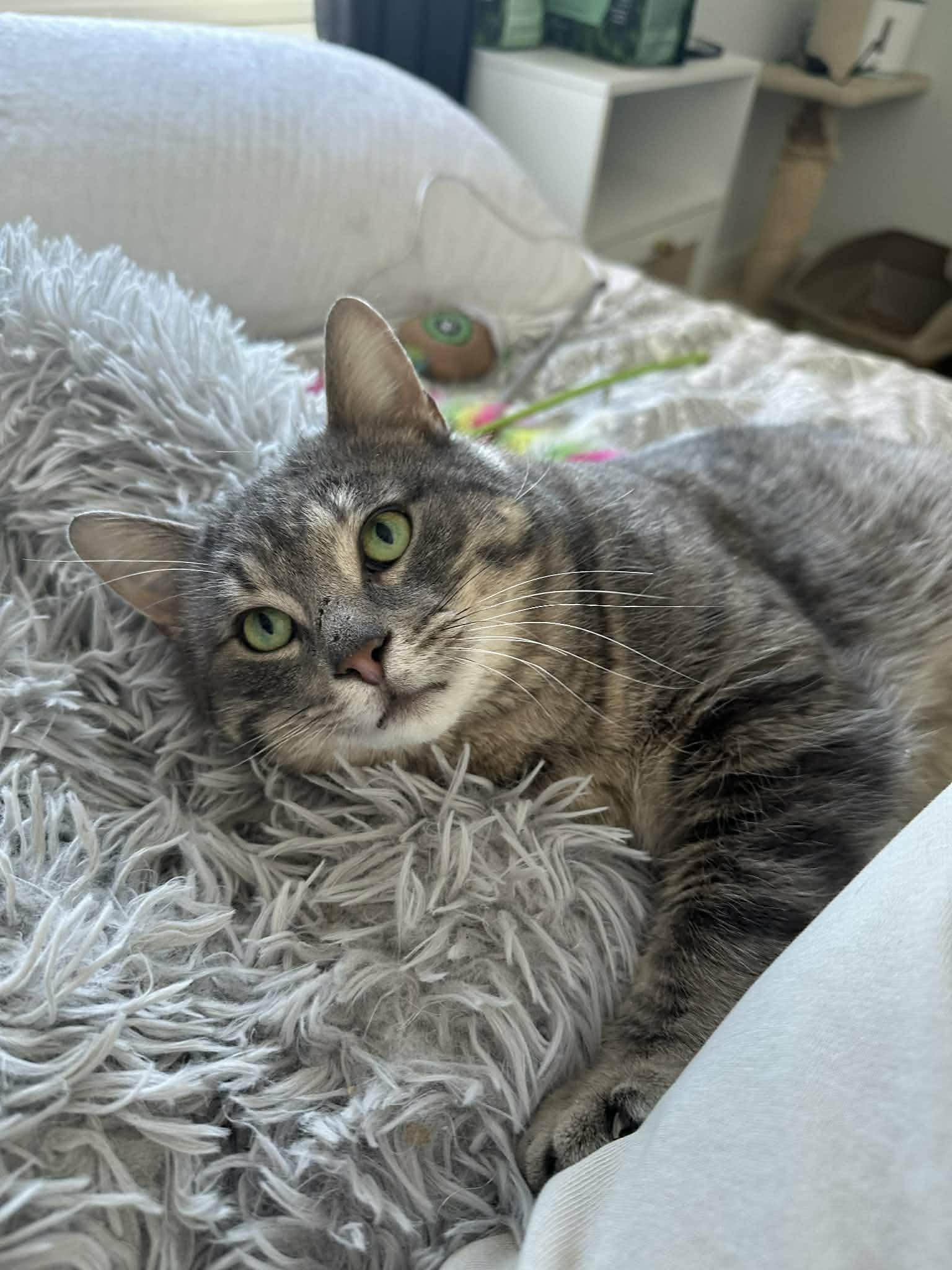 Miller, adopted, Young Male Domestic Short Hair.