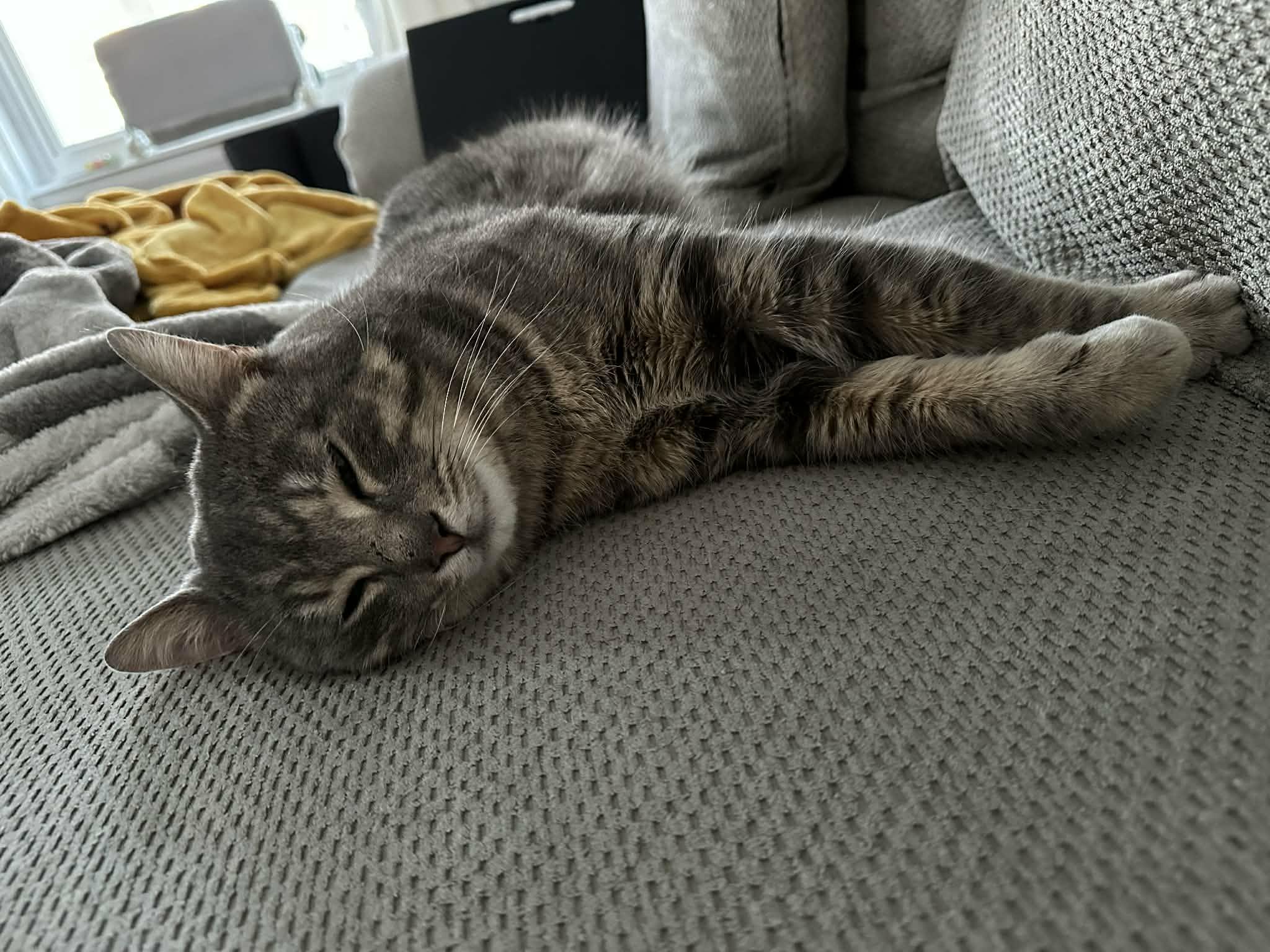 Miller, an adopted Domestic Short Hair in Shakespeare, ON image 5/5