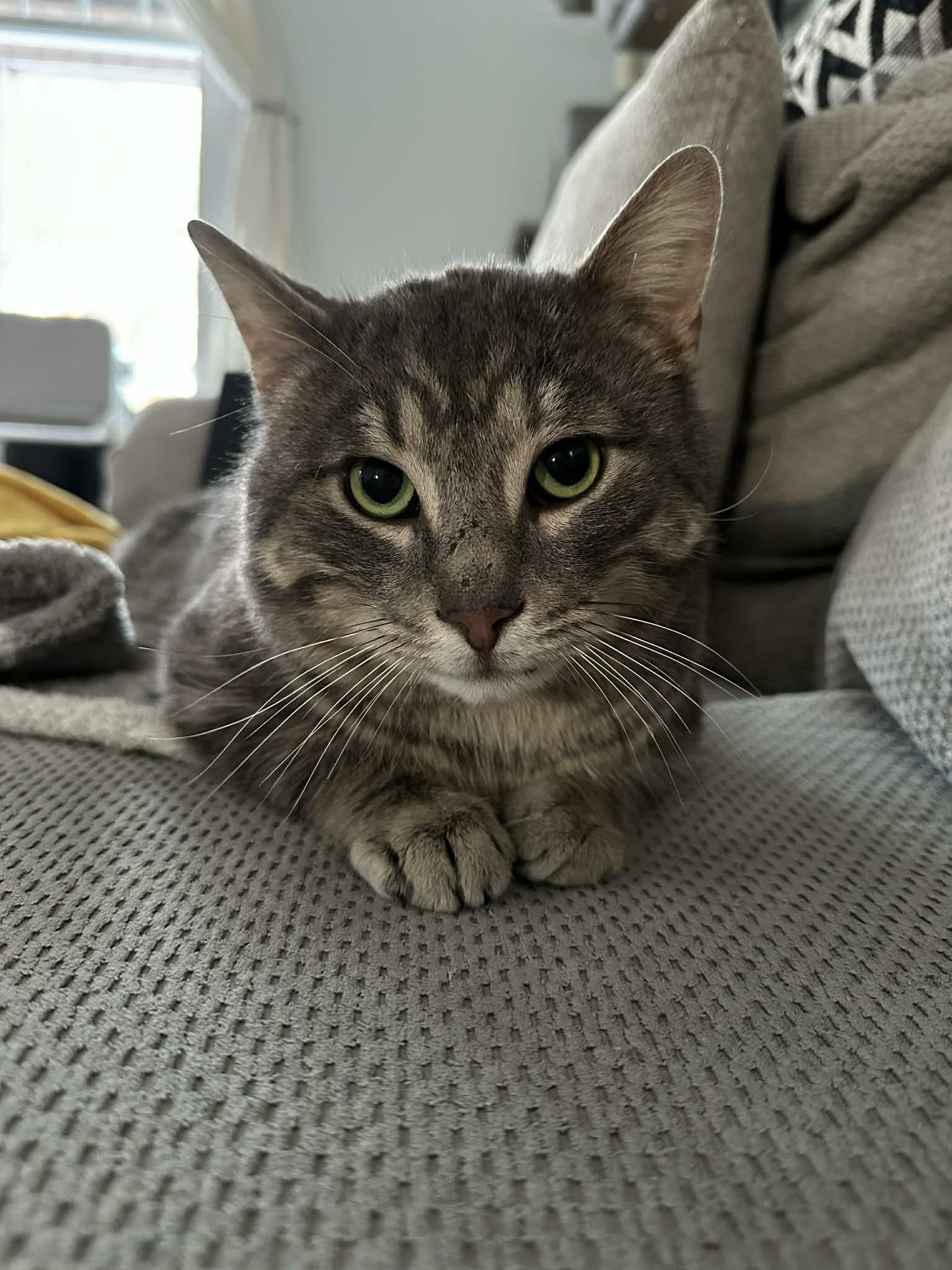 Miller, an adopted Domestic Short Hair in Shakespeare, ON image 4/5