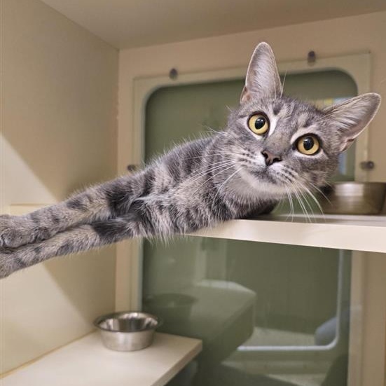 Lululemon, Adoptable, Adult Female Domestic Short Hair.