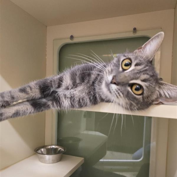 Enlarge Lululemon, a Adoptable Domestic Short Hair in Prince Frederick, MD image 3/3