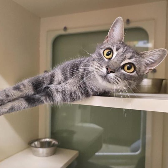 Enlarge Lululemon, a Adoptable Domestic Short Hair in Prince Frederick, MD image 2/3