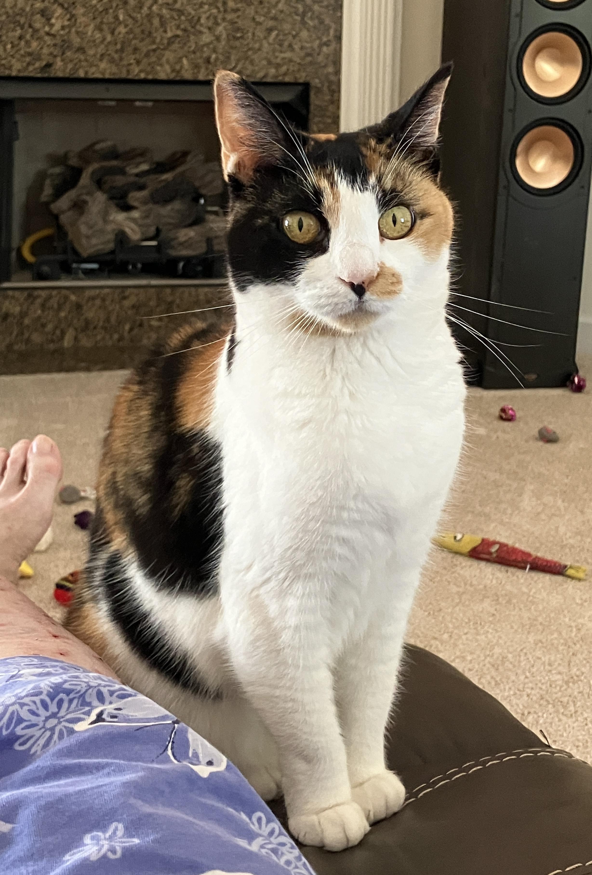 CALICO CALLIE, an adoptable Calico in pensacola, FL, 32505 | Photo Image 1