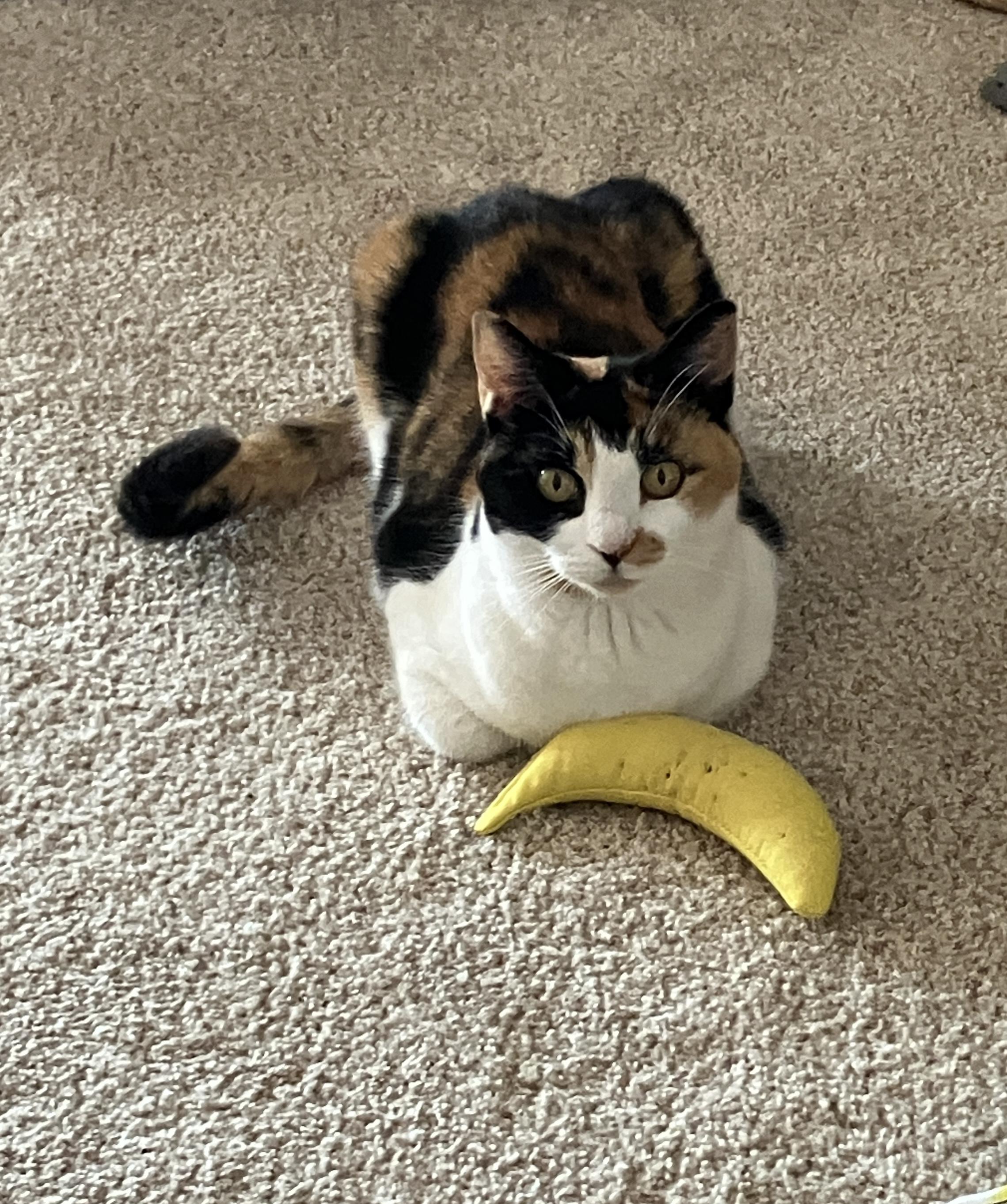CALICO CALLIE, an adoptable Calico in pensacola, FL, 32505 | Photo Image 6