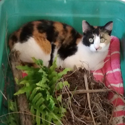 CALICO CALLIE, an adoptable Calico in pensacola, FL, 32505 | Photo Image 2