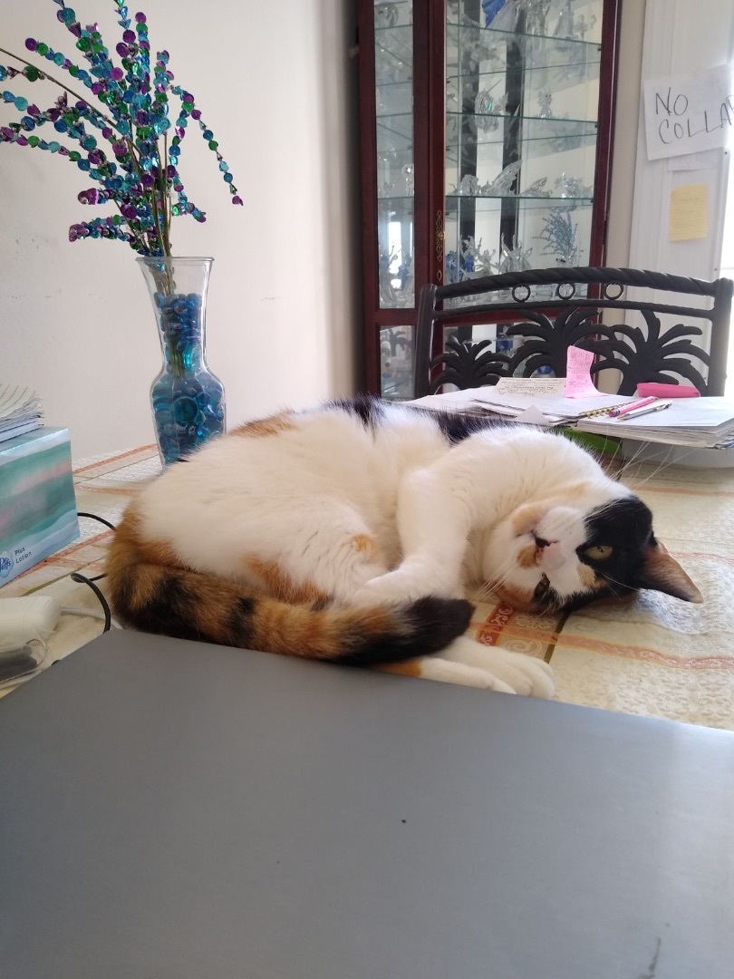 CALICO CALLIE, an adoptable Calico in pensacola, FL, 32505 | Photo Image 4