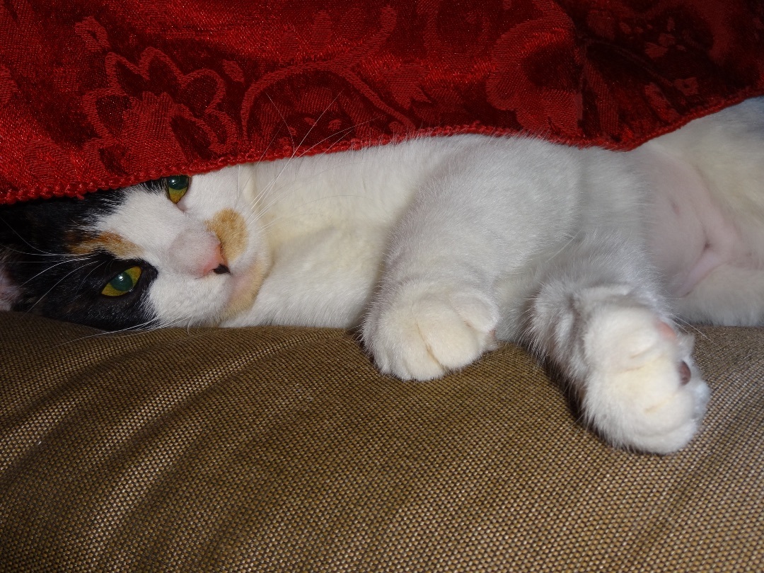CALICO CALLIE, an adoptable Calico in pensacola, FL, 32505 | Photo Image 3