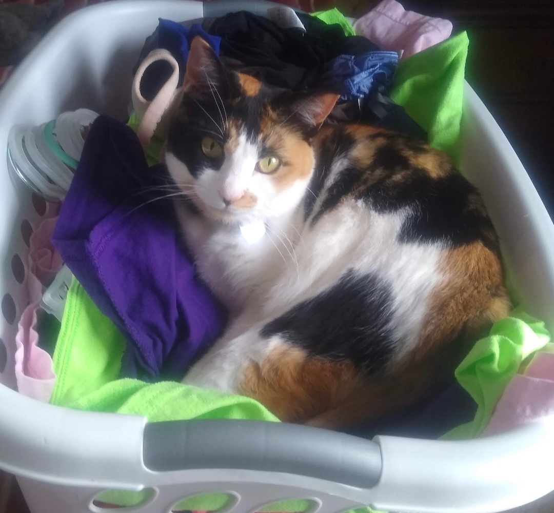 CALICO CALLIE, an adoptable Calico in pensacola, FL, 32505 | Photo Image 5