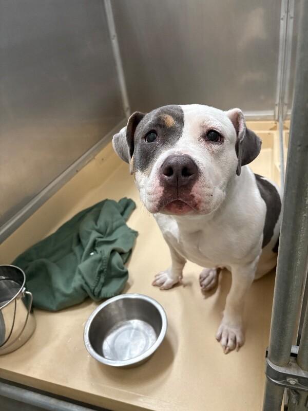 Amaryllis, Adoptable, Adult Female Pit Bull Terrier.