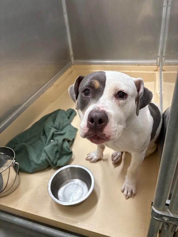 Enlarge Amaryllis, a Adoptable Pit Bull Terrier in Burgaw, NC image 2/2