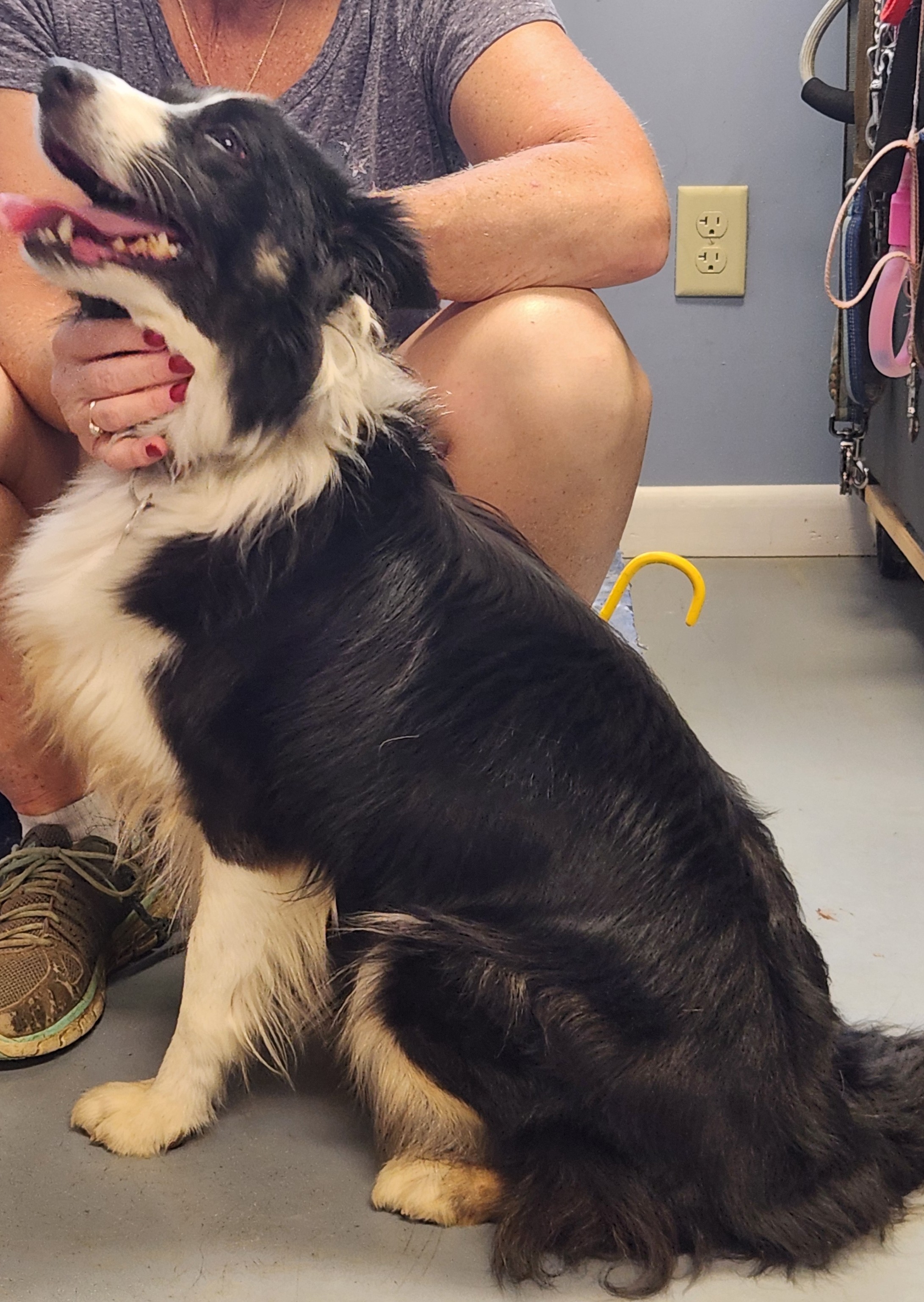 Enlarge Jessie Mae, a Adopted Border Collie in Evansville, IN image 1/1