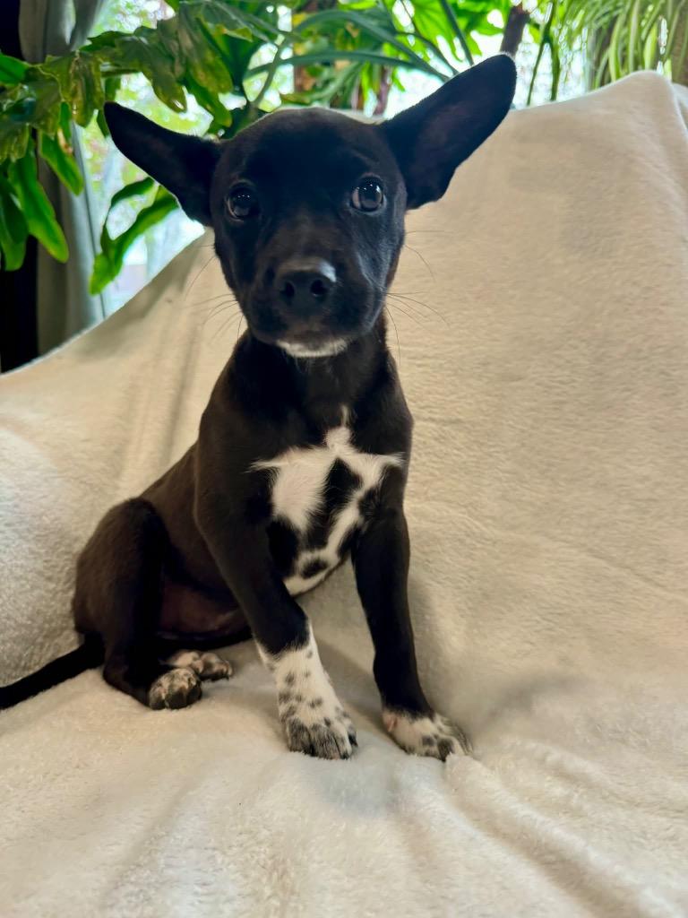Enlarge Janet, a Adoptable mixed breed in Bristol, WI image 1/5