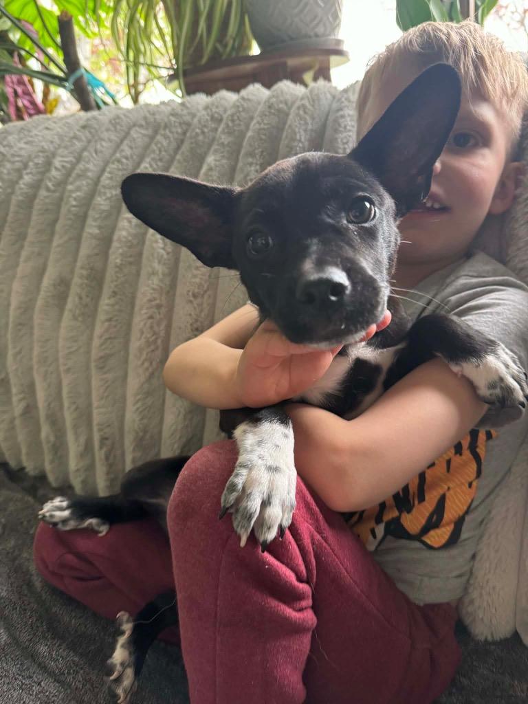 Enlarge Janet, a Adoptable mixed breed in Bristol, WI image 2/5