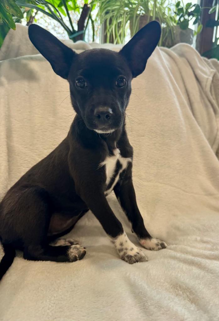 Enlarge Janet, a Adoptable mixed breed in Bristol, WI image 3/5
