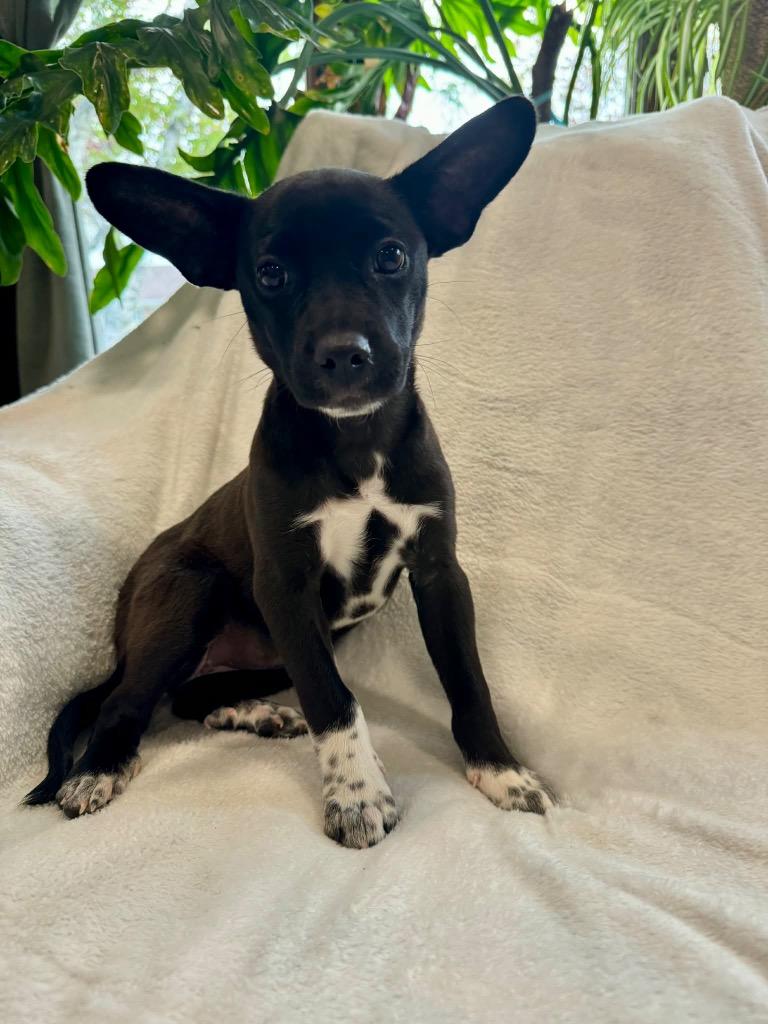 Enlarge Janet, a Adoptable mixed breed in Bristol, WI image 5/5