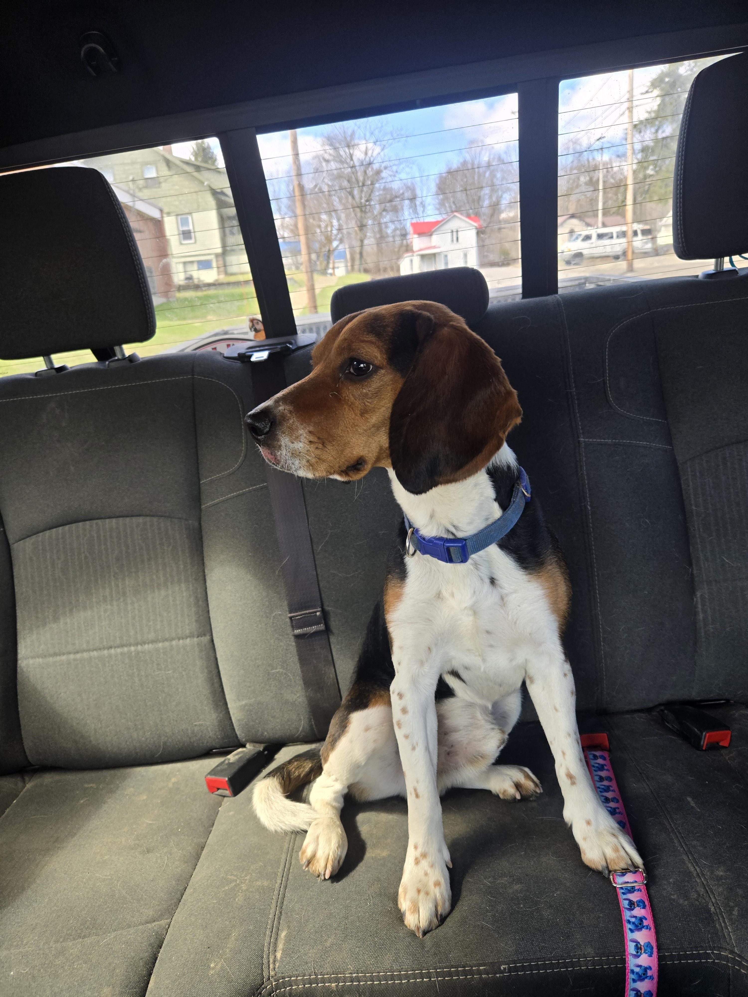Enlarge Milo, a Adopted Beagle in Cattaraugus, NY image 1/3