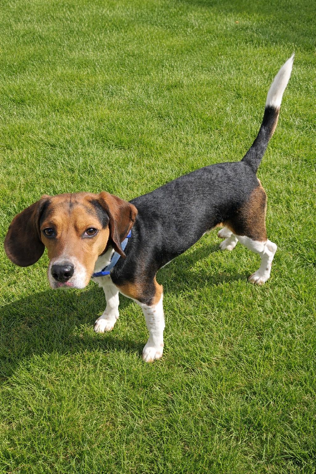 Enlarge Milo, a Adopted Beagle in Cattaraugus, NY image 2/3