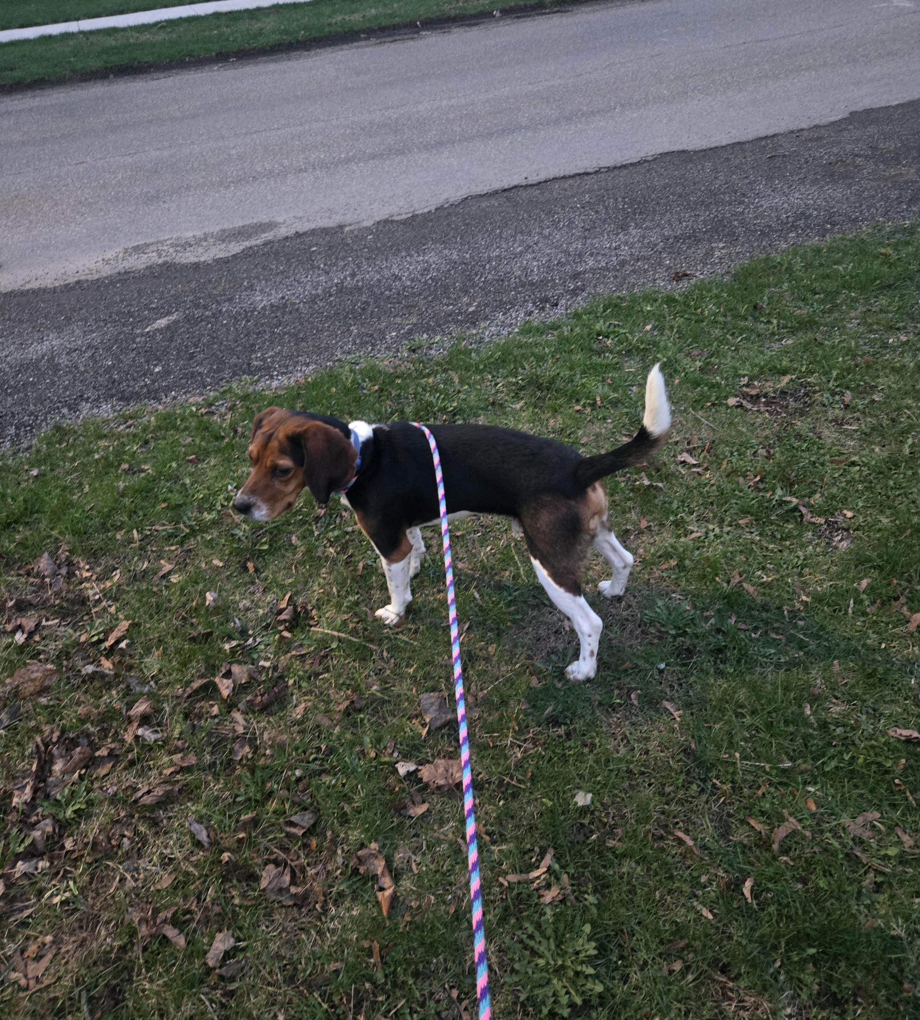 Enlarge Milo, a Adopted Beagle in Cattaraugus, NY image 3/3