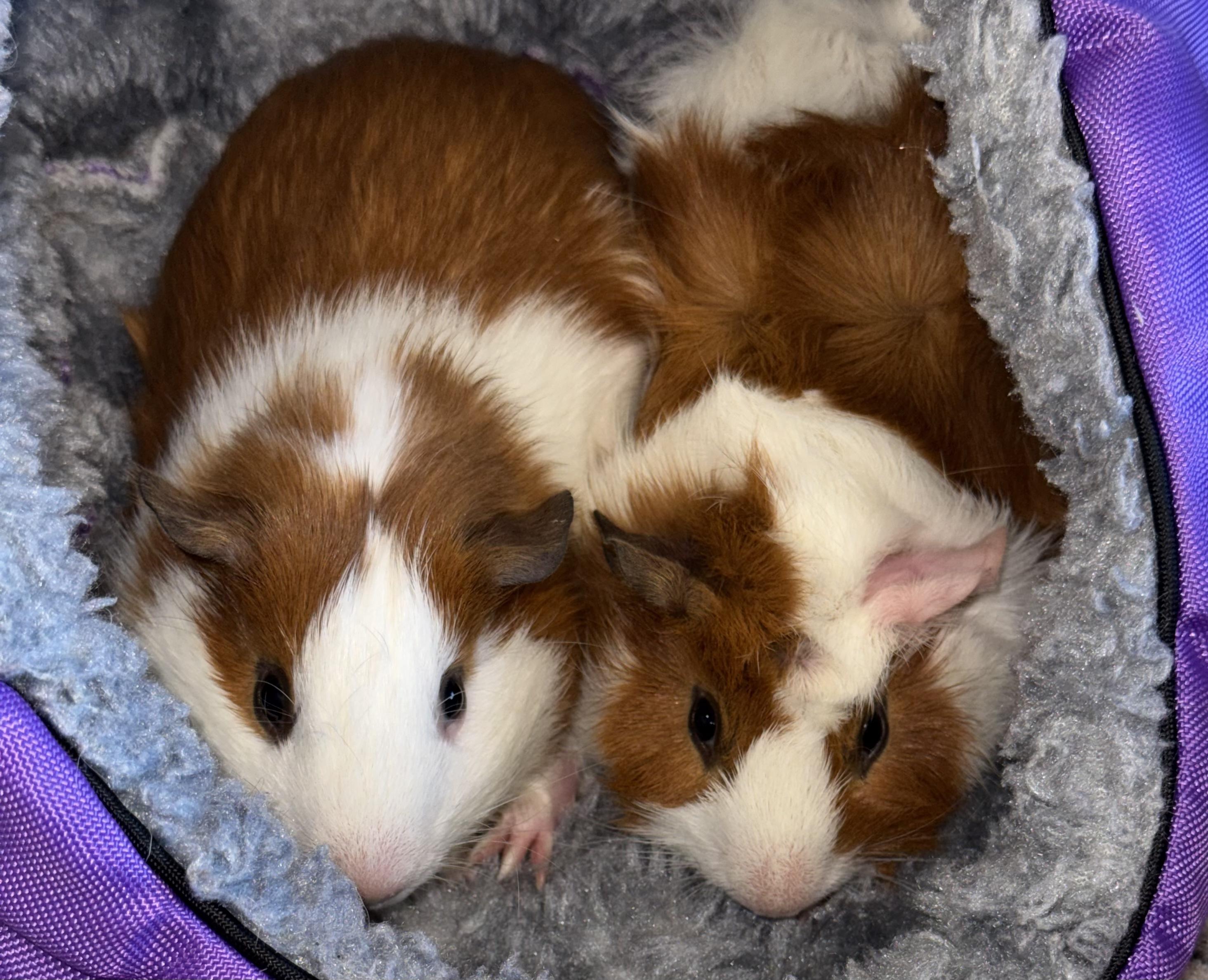 Logan & Levi, ADOPTABLE, Young Male Abyssinian.