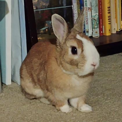 Hazelnut, Adoptable, Adult Male Netherland Dwarf & Bunny Rabbit.