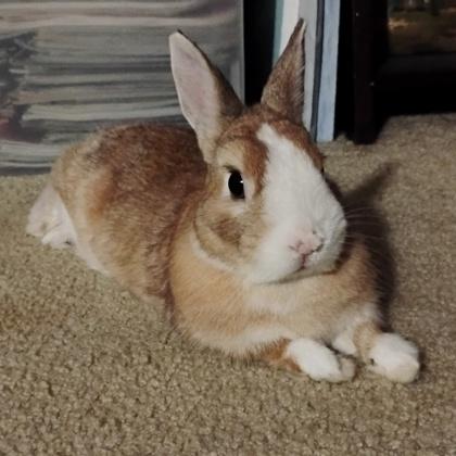 Enlarge Hazelnut, a Adoptable mixed breed in Wheaton, IL image 2/3