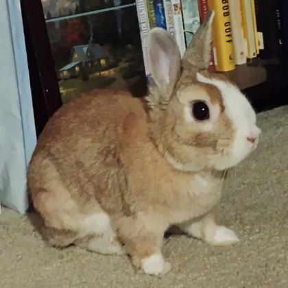 Enlarge Hazelnut, a Adoptable mixed breed in Wheaton, IL image 3/3